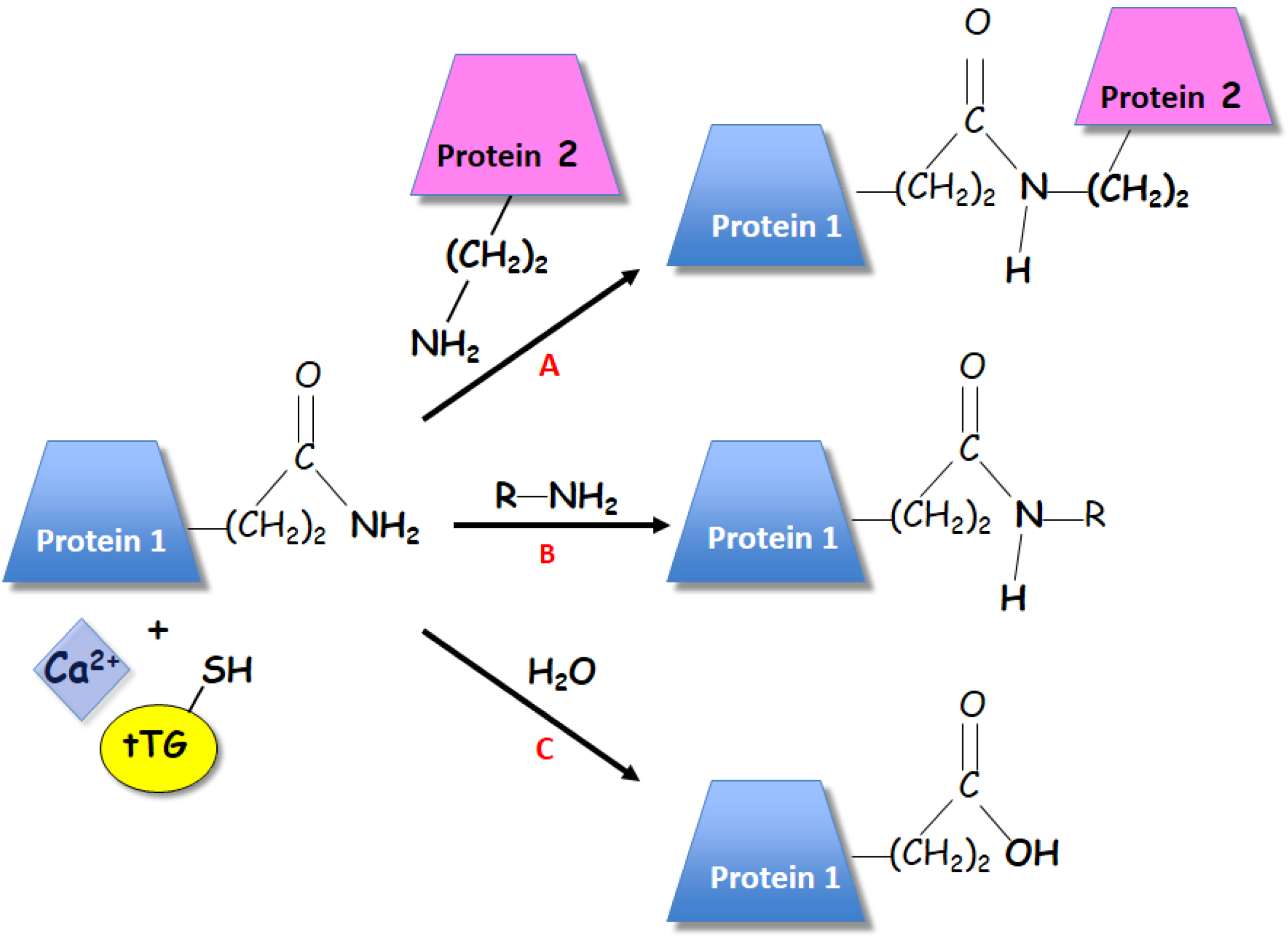 Plants 02 00087 g001