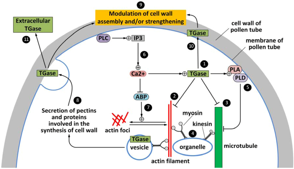 Plants 02 00087 g003 1024