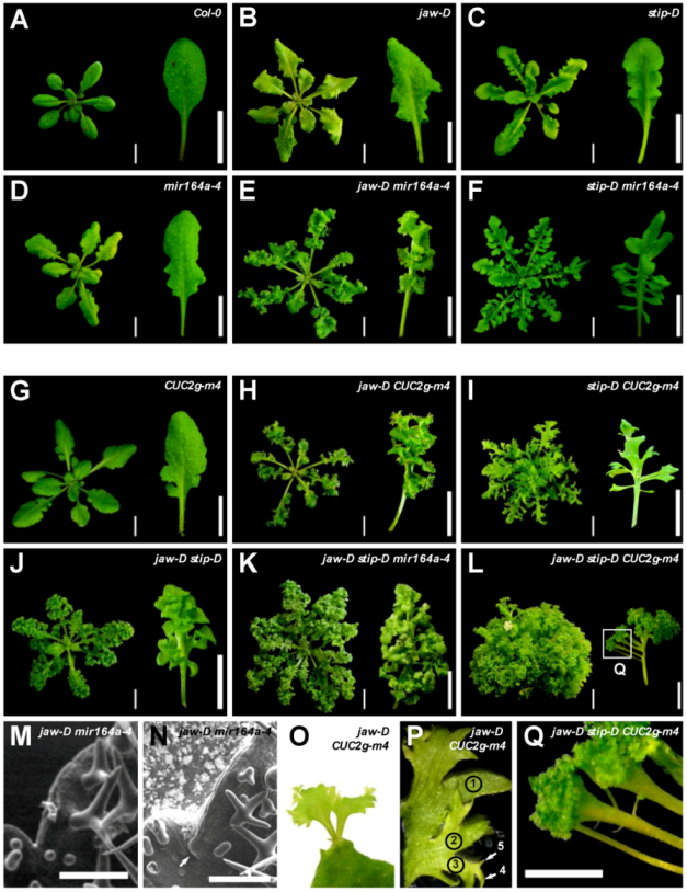 Plants 02 00230 g001