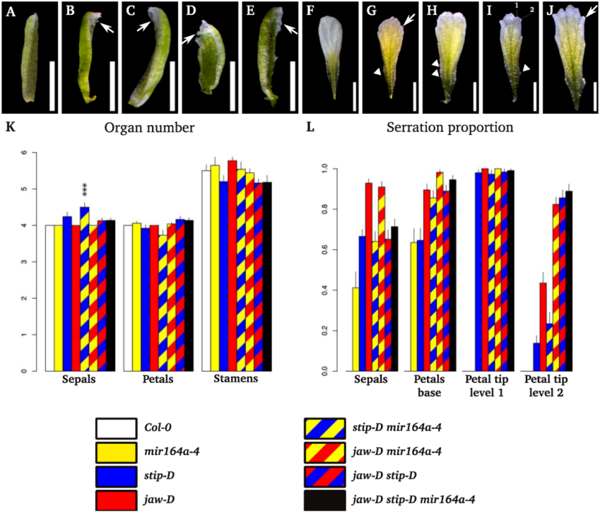 Plants 02 00230 g003 1024