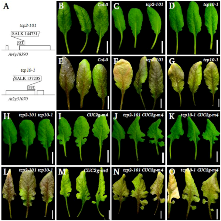 Plants 02 00230 g004