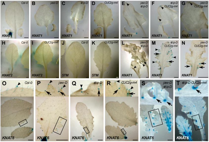 Plants 02 00230 g005