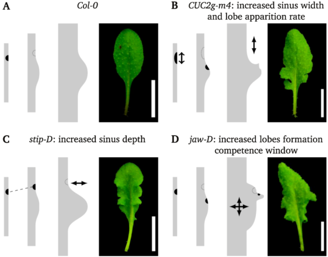 Plants 02 00230 g006