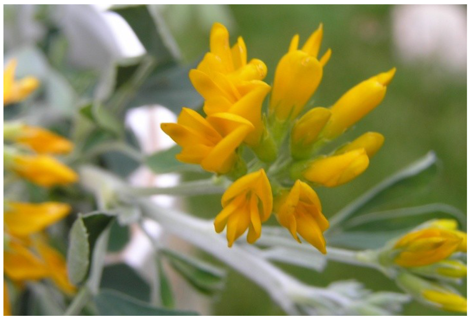 Plants 02 00343 g002