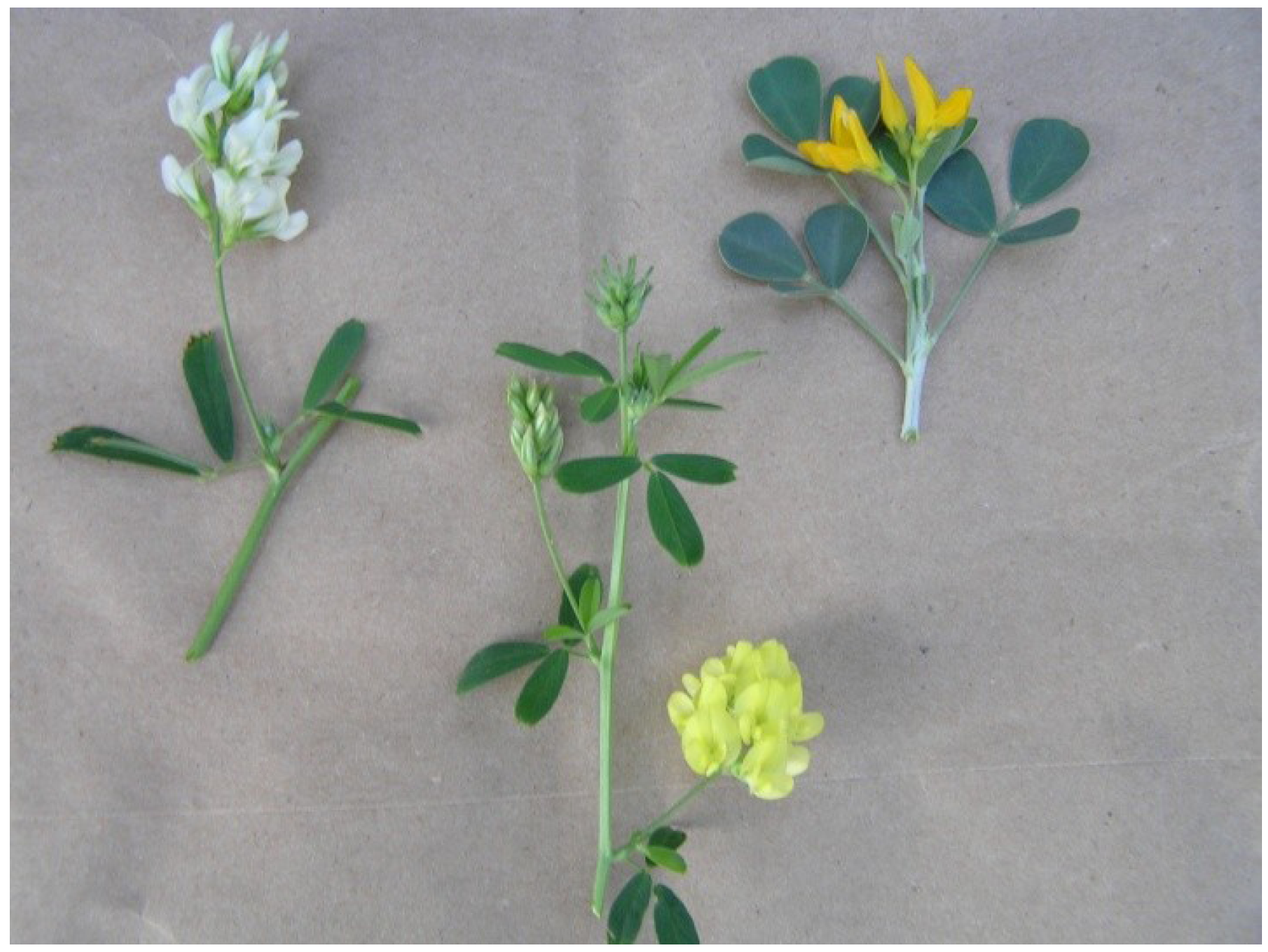 Plants 02 00343 g004