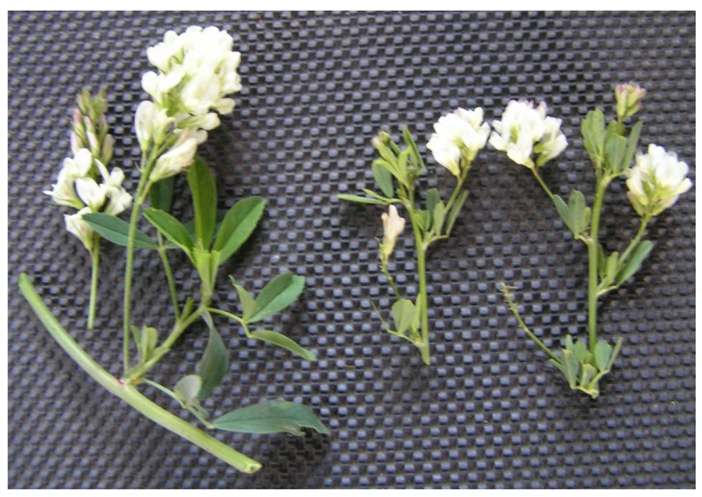 Plants 02 00343 g005 1024