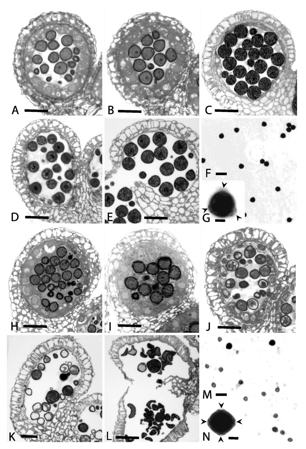 Plants 02 00441 g001 1024