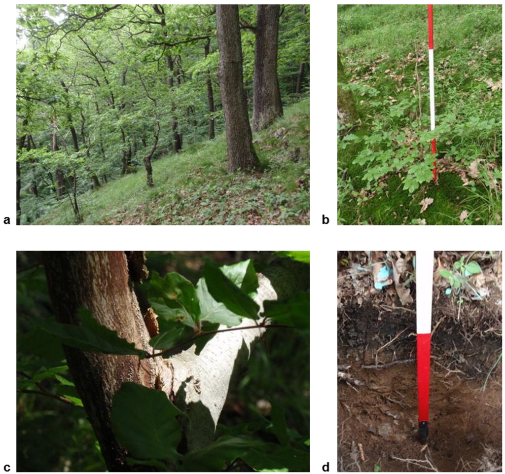 Plants 02 00676 g008 1024