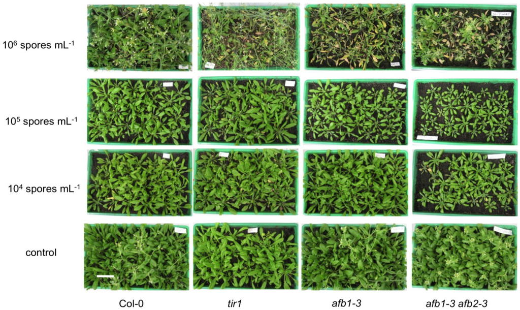 Plants 02 00726 g003 1024