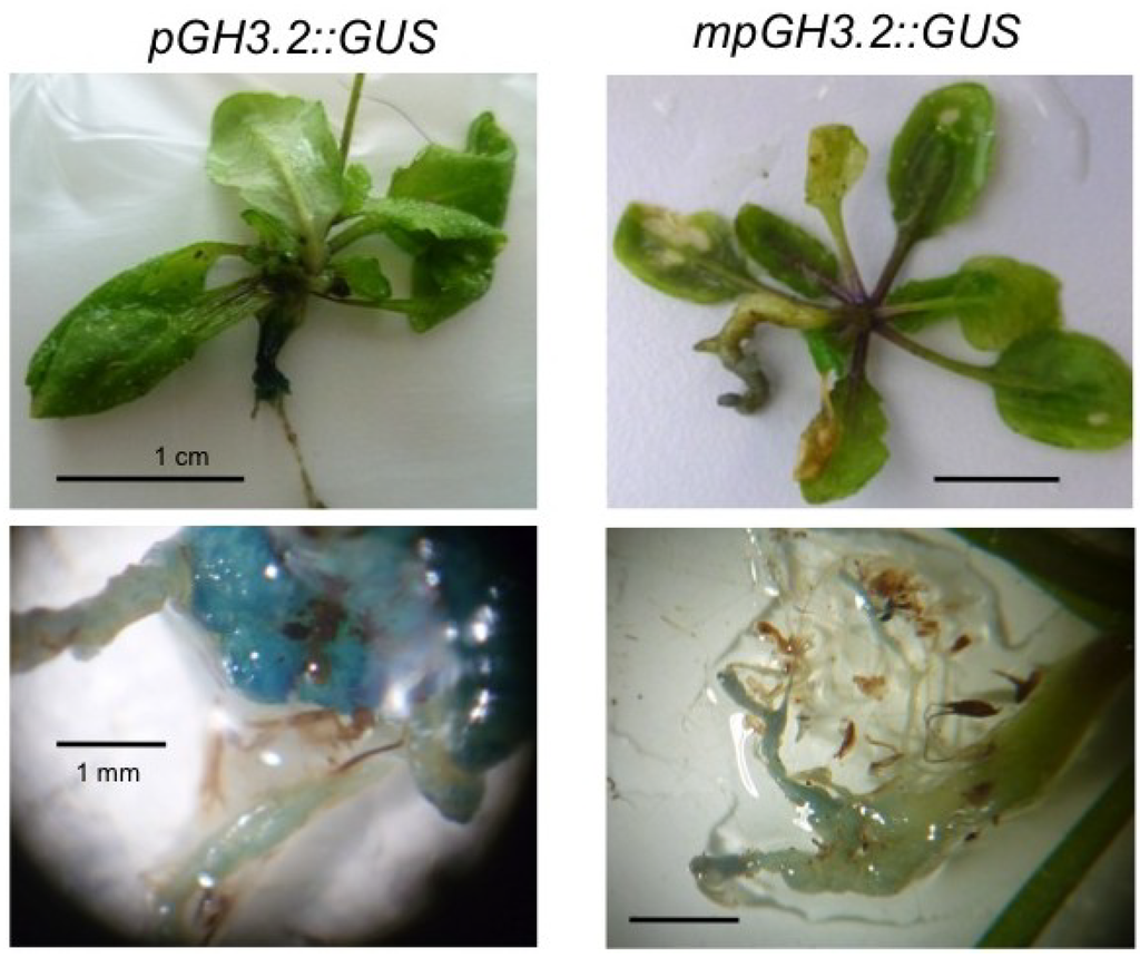 Plants 02 00726 g008 1024