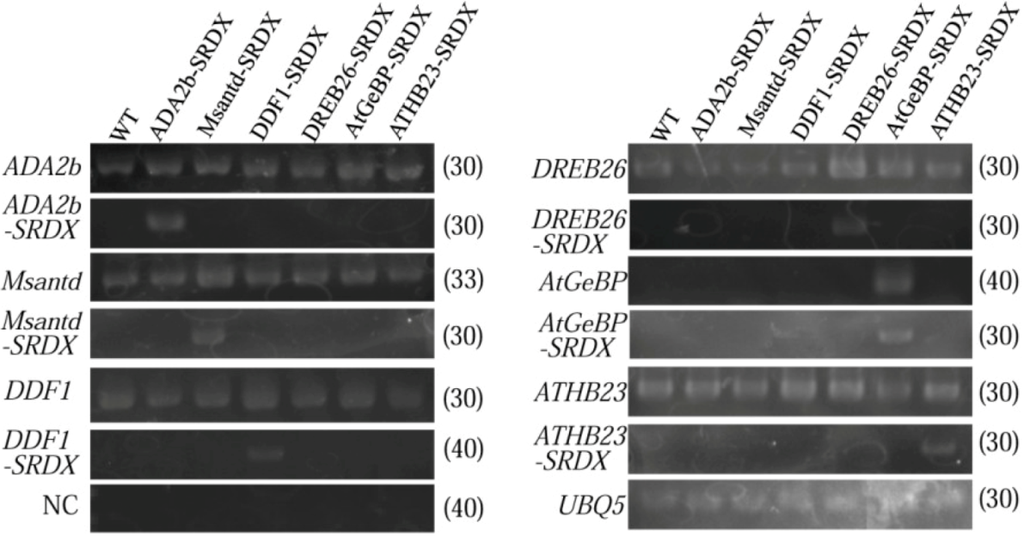 Plants 02 00769 g005 1024