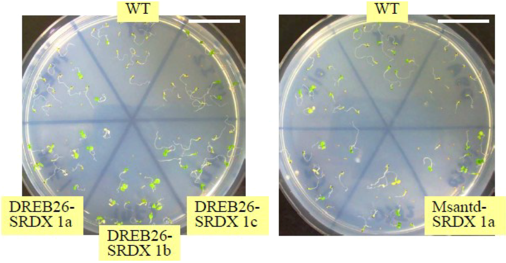 Plants 02 00769 g007 1024