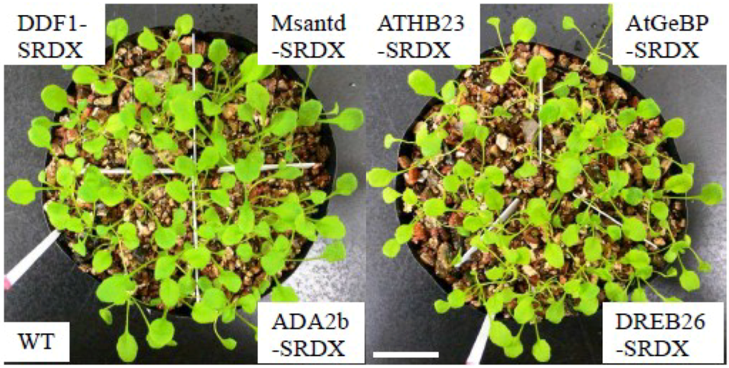 Plants 02 00769 g009 1024