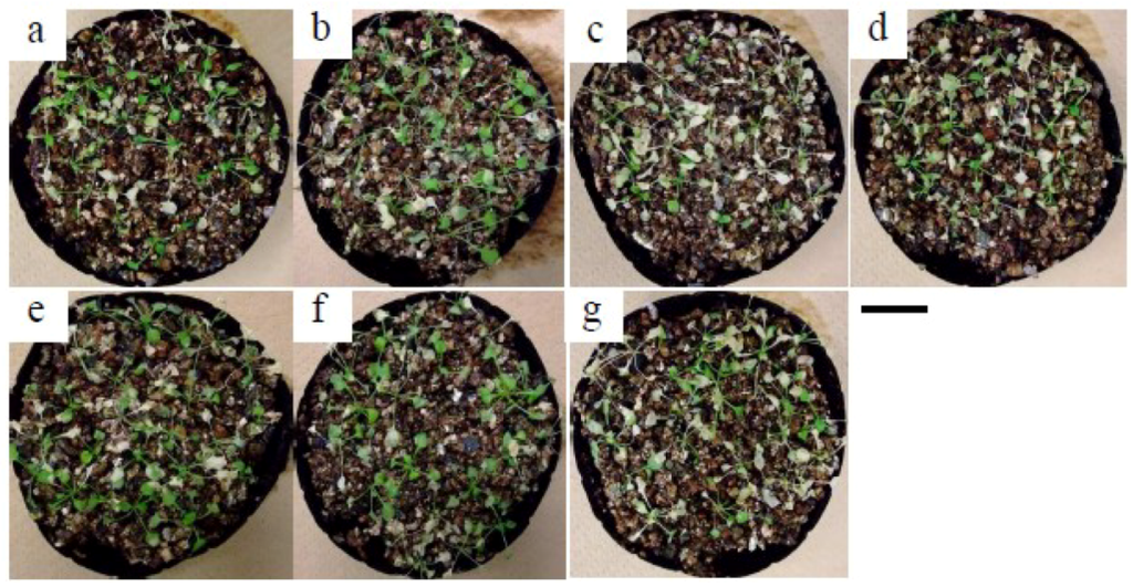 Plants 02 00769 g010 1024