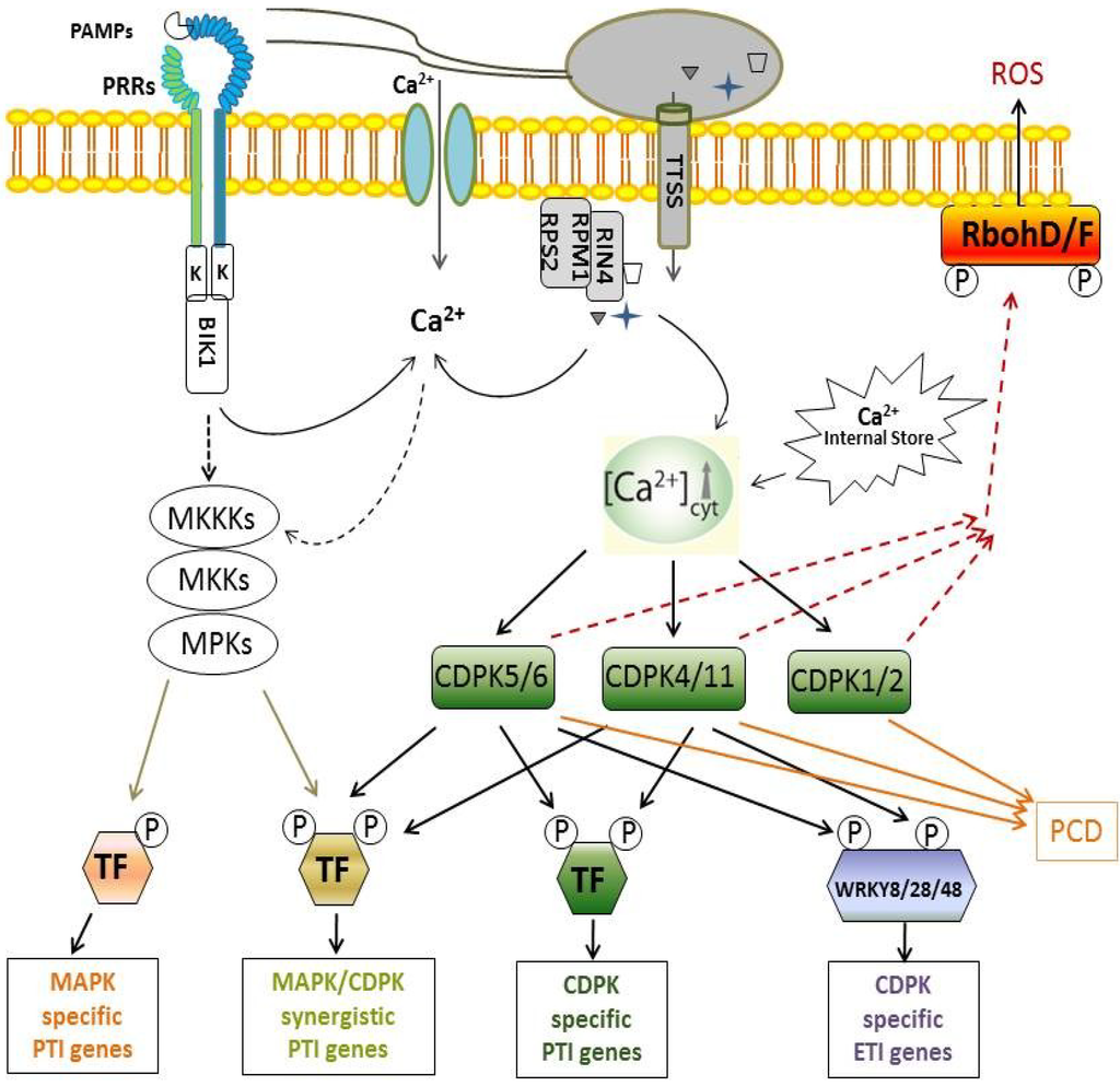 Plants 03 00160 g001 1024