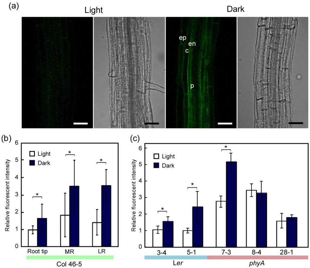 Plants 03 00177 g004 1024