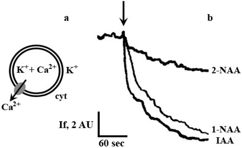 Plants 03 00209 g001 1024