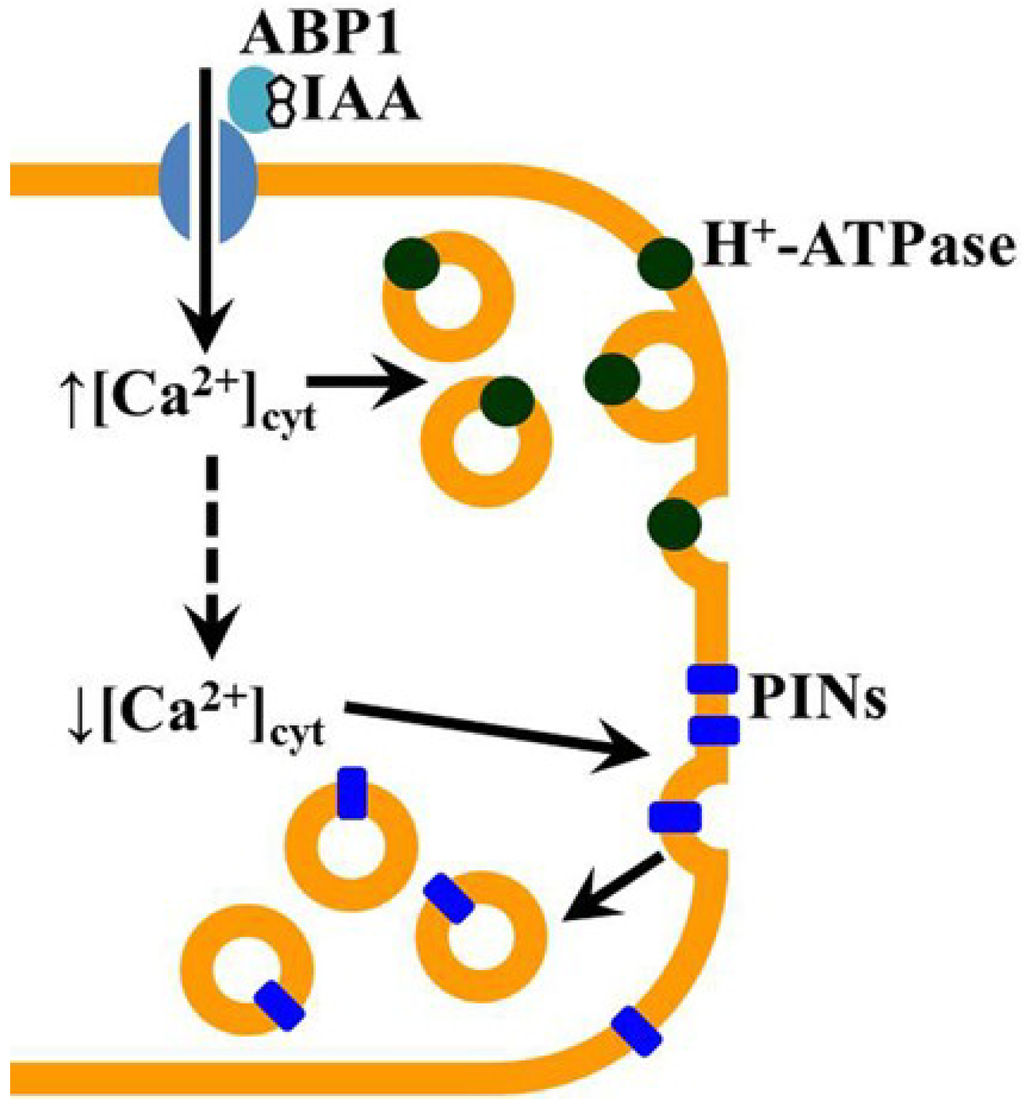 Plants 03 00209 g005 1024