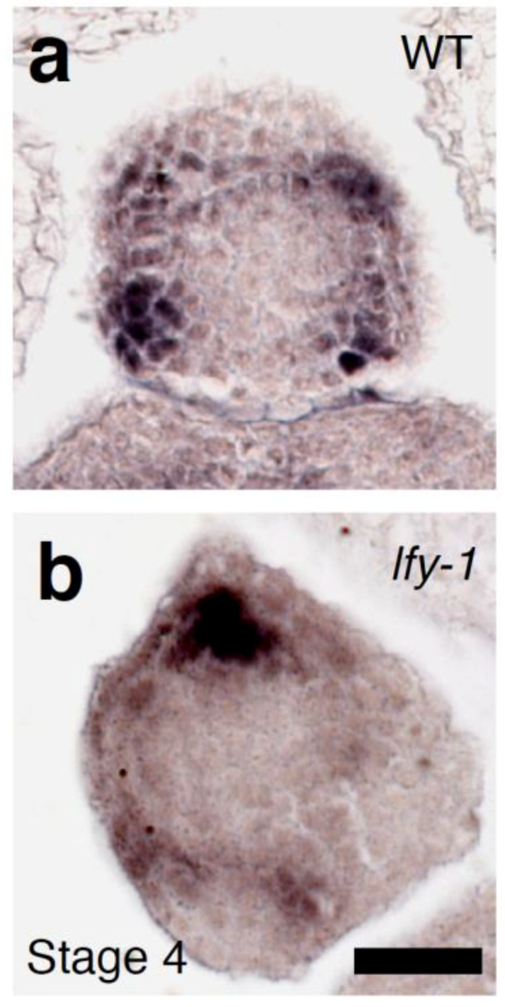 Plants 03 00251 g007 1024