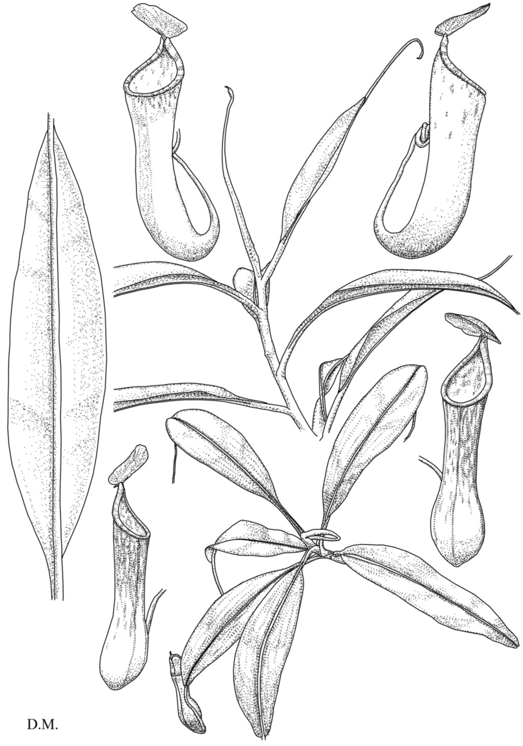 Plants 03 00284 g002 1024