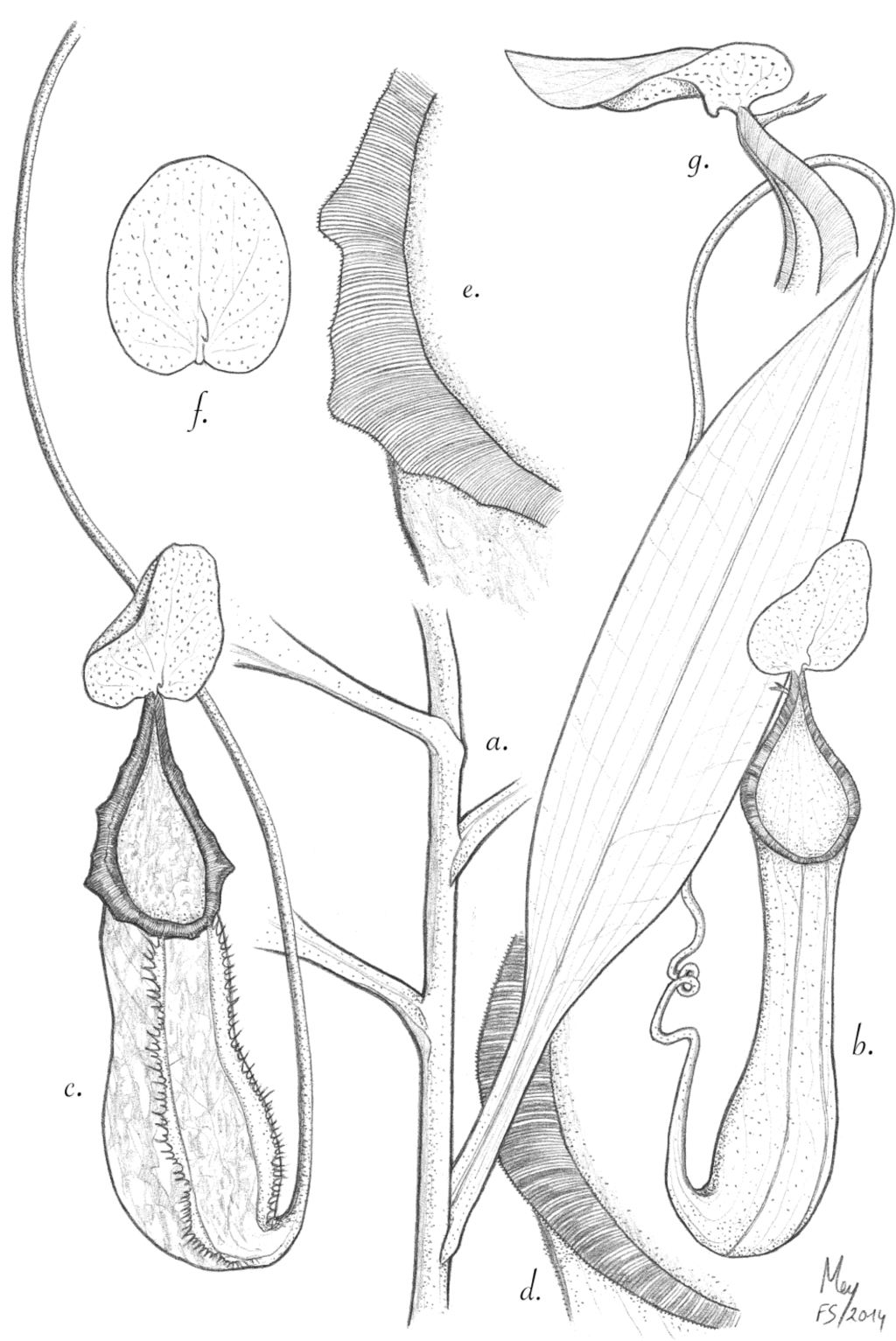 Plants 03 00284 g003 1024