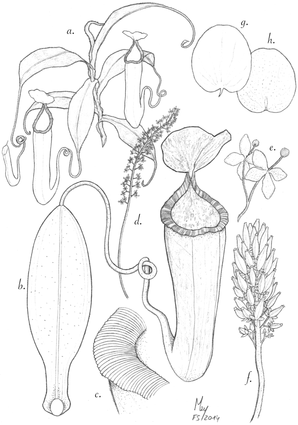 Plants 03 00284 g004 1024