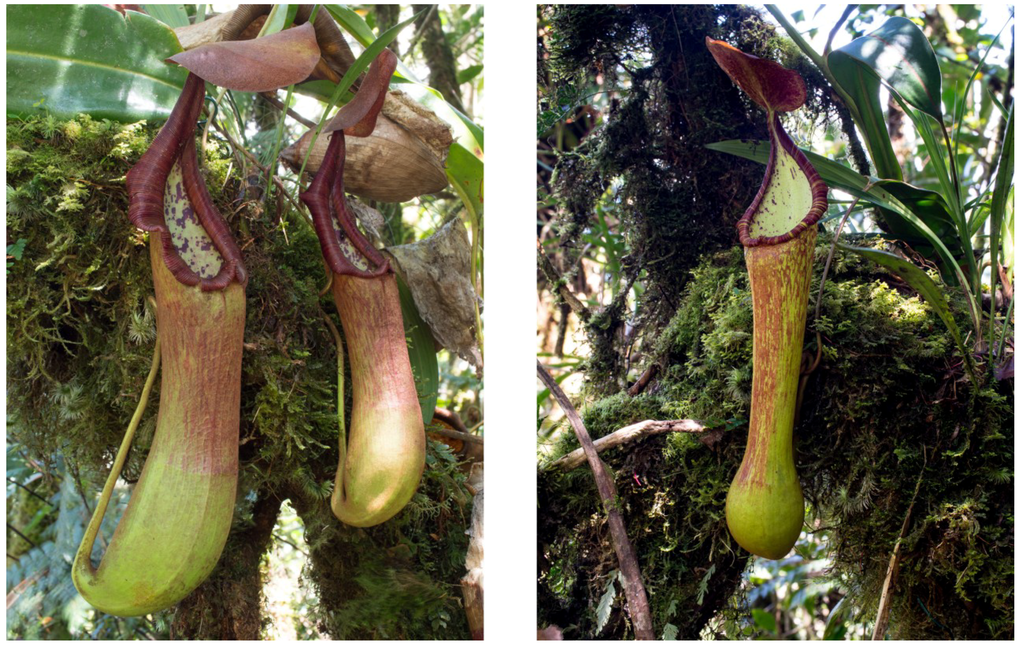 Plants 03 00284 g005 1024