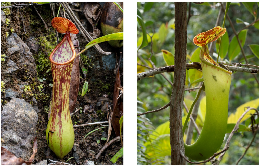 Plants 03 00284 g006 1024