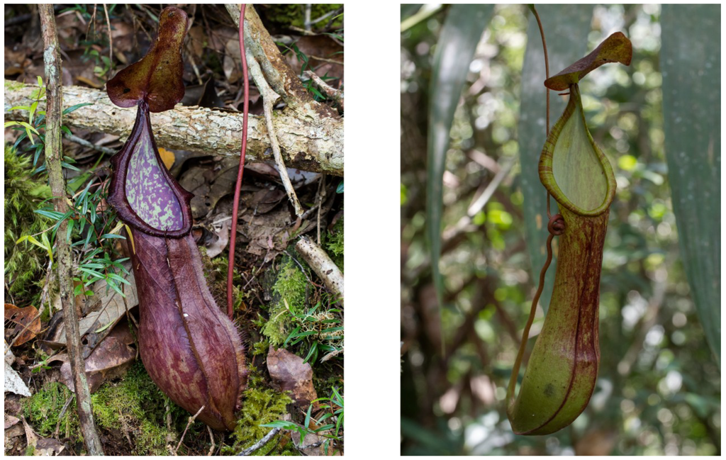 Plants 03 00284 g007 1024