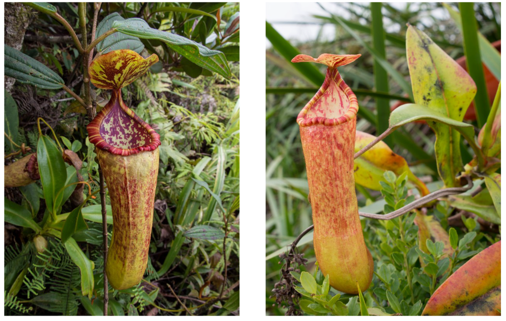 Plants 03 00284 g008 1024