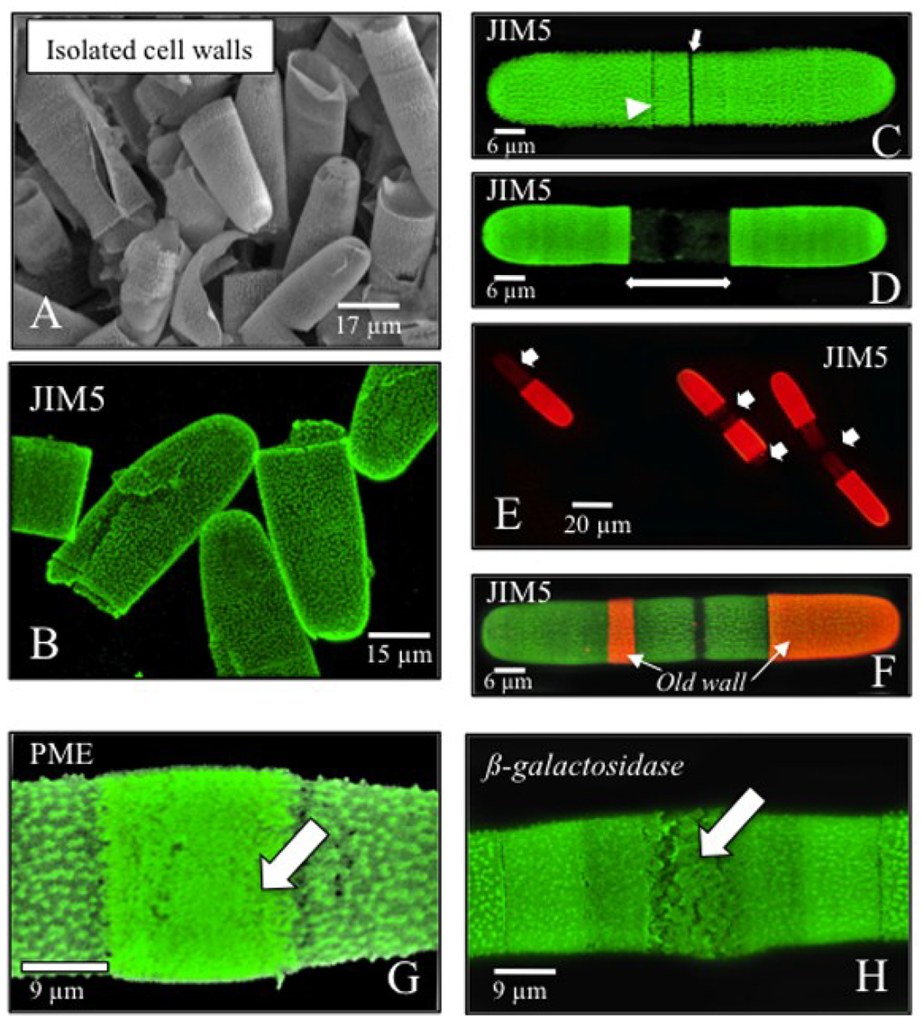 Plants 03 00543 g002 1024