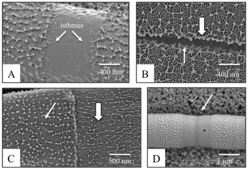 Plants 03 00543 g004 1024