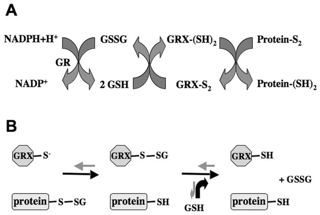 Plants 03 00559 g001 1024