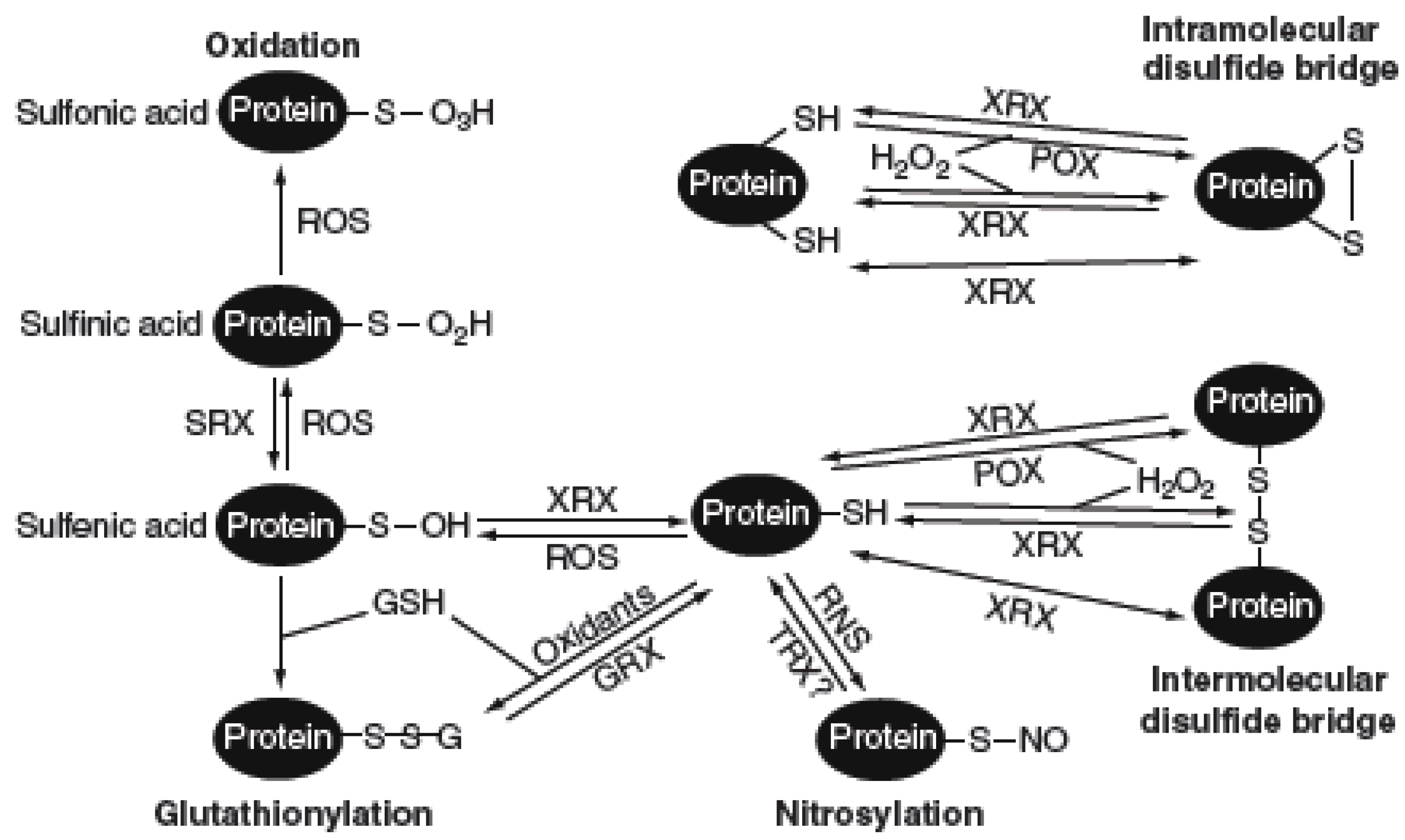 Plants 03 00559 g003