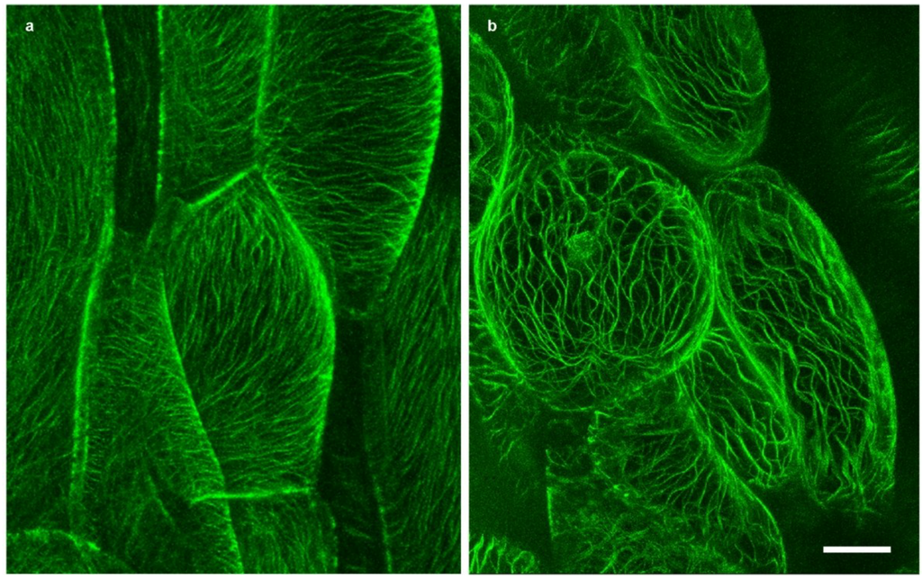 Plants 03 00583 g002 1024