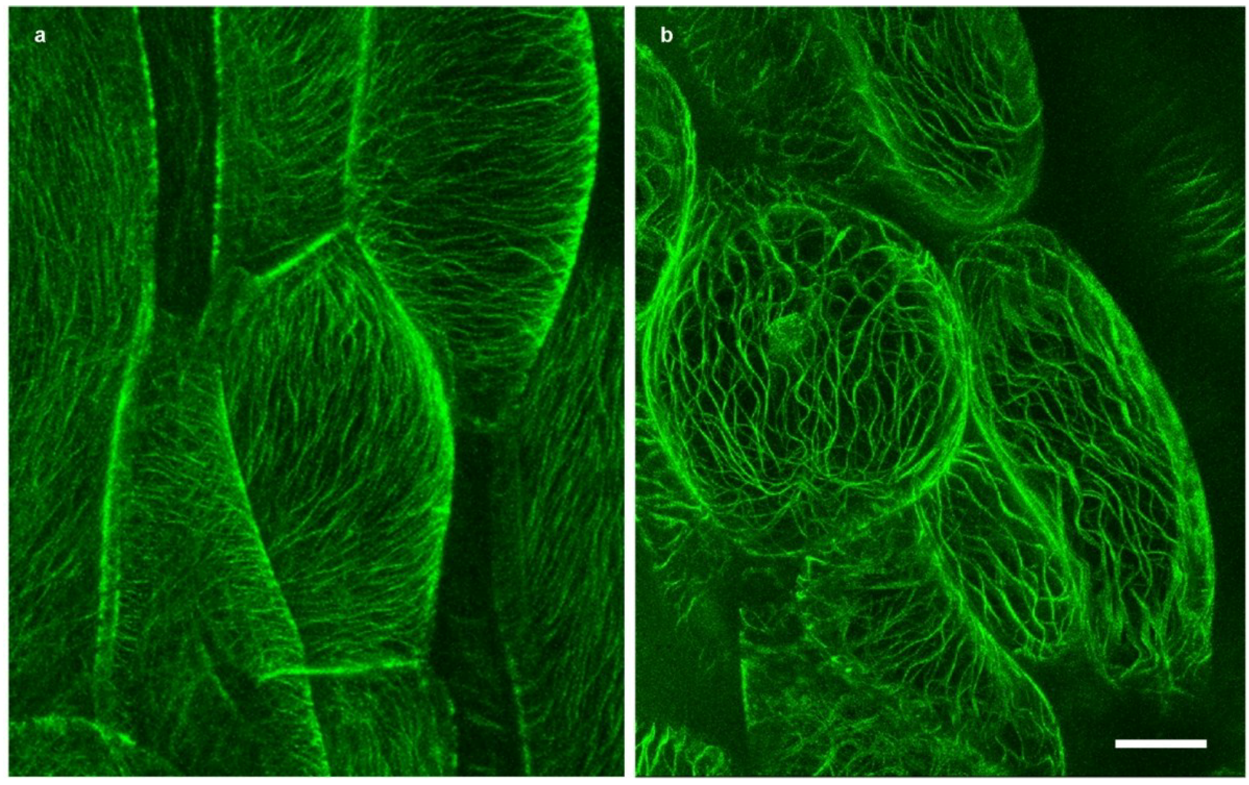 Plants 03 00583 g002