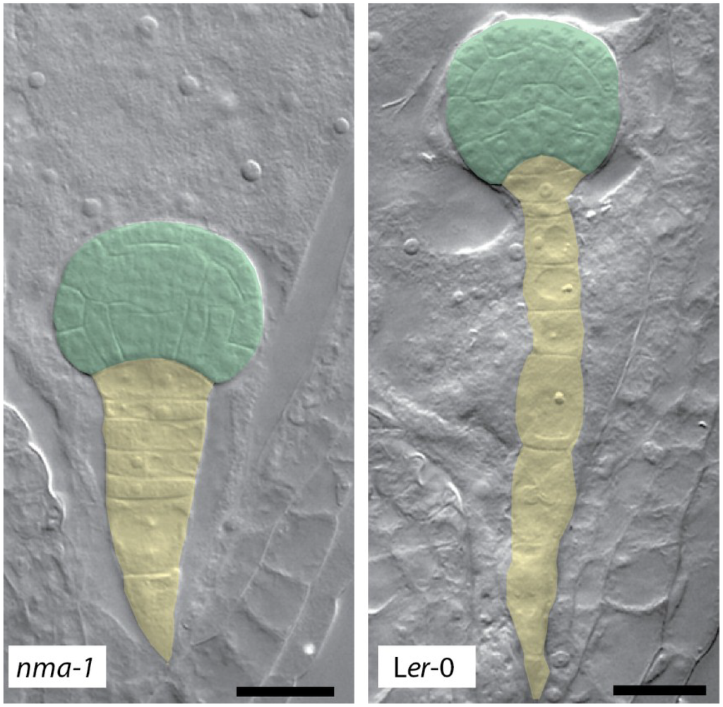 Plants 03 00613 g001 1024