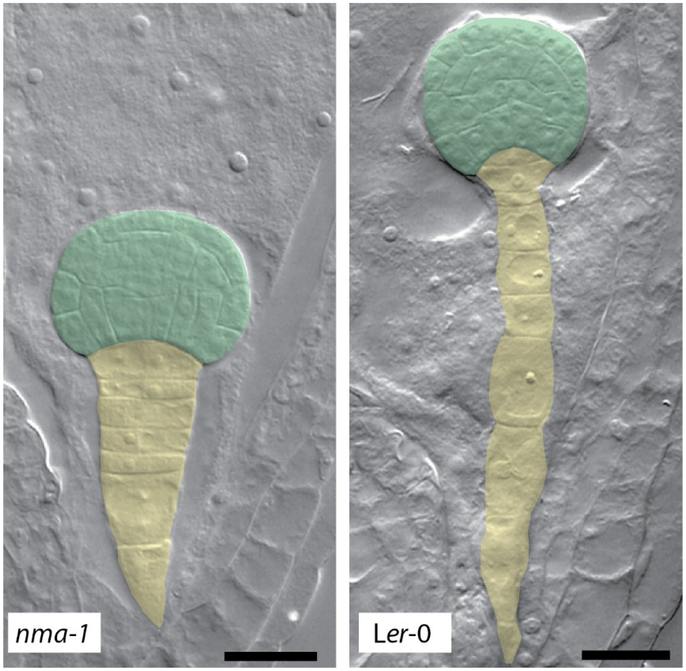 Plants 03 00613 g001