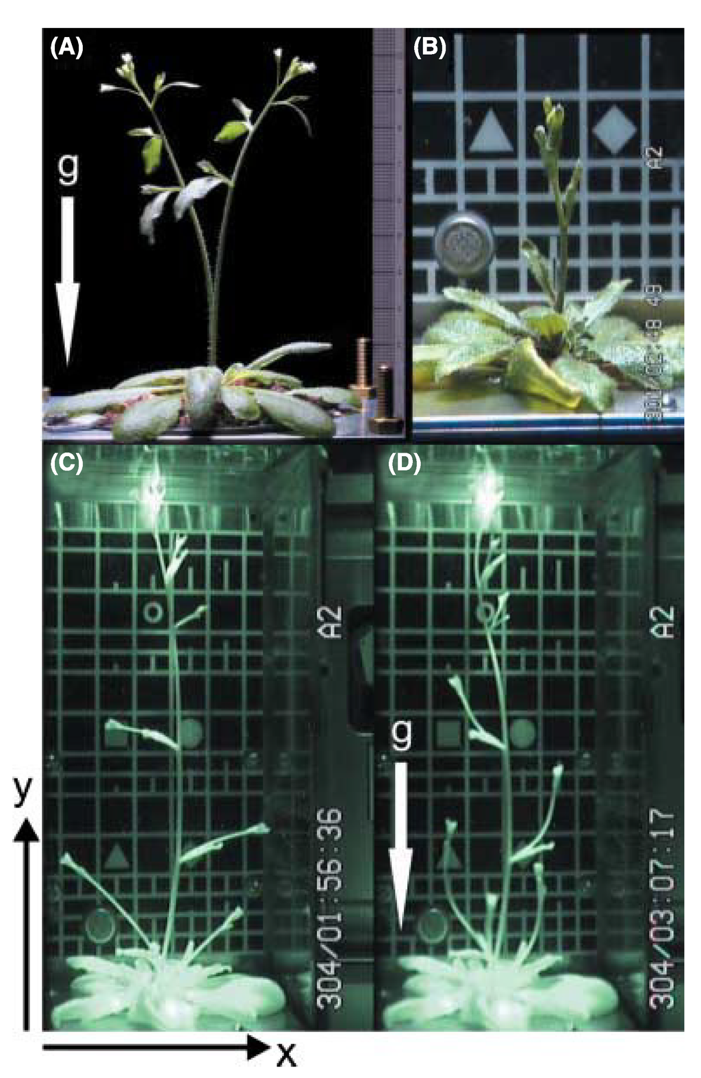 Plants 04 00044 g004 1024
