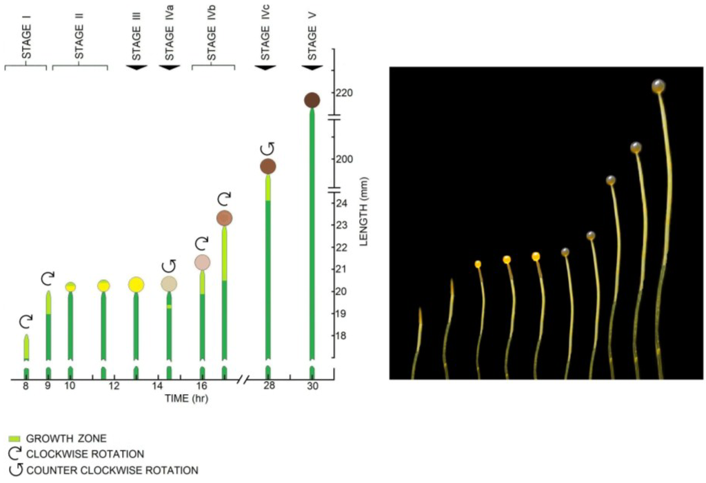 Plants 04 00063 g001 1024