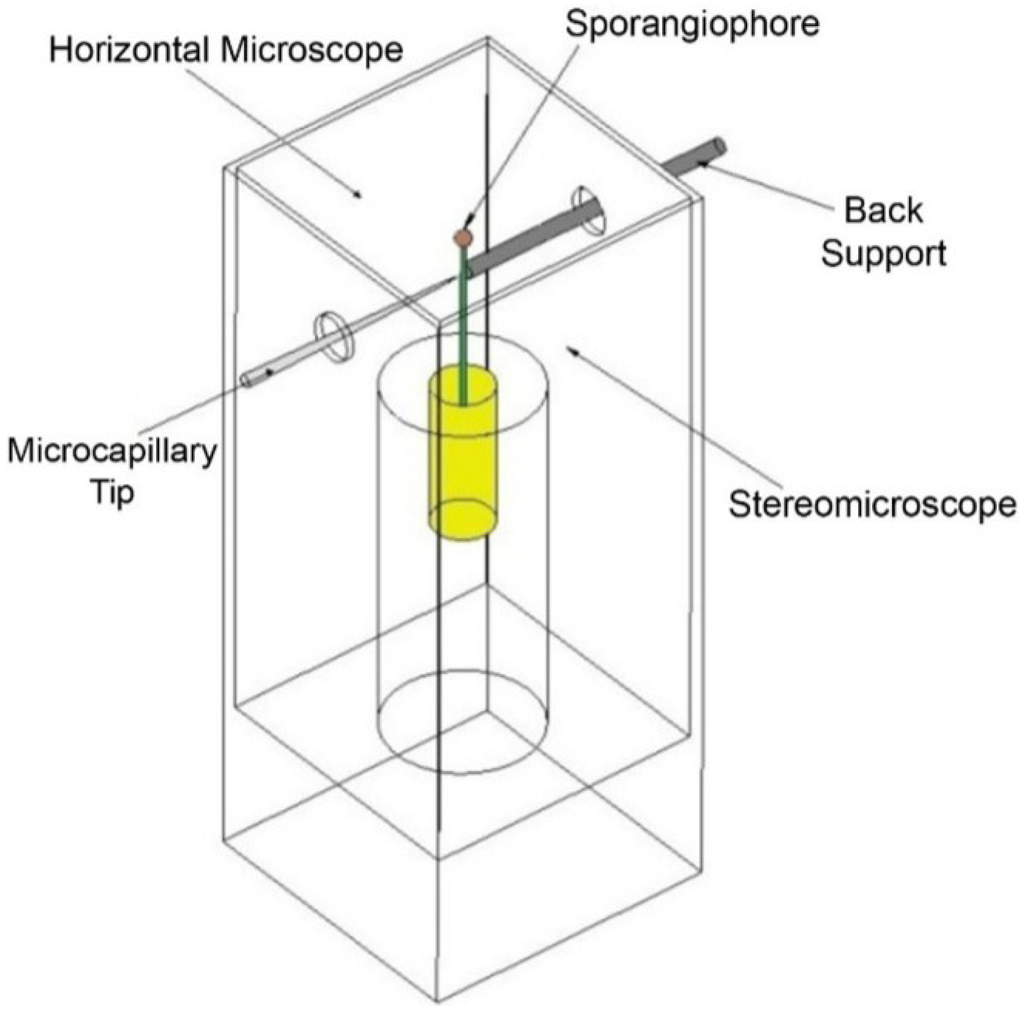 Plants 04 00063 g008 1024