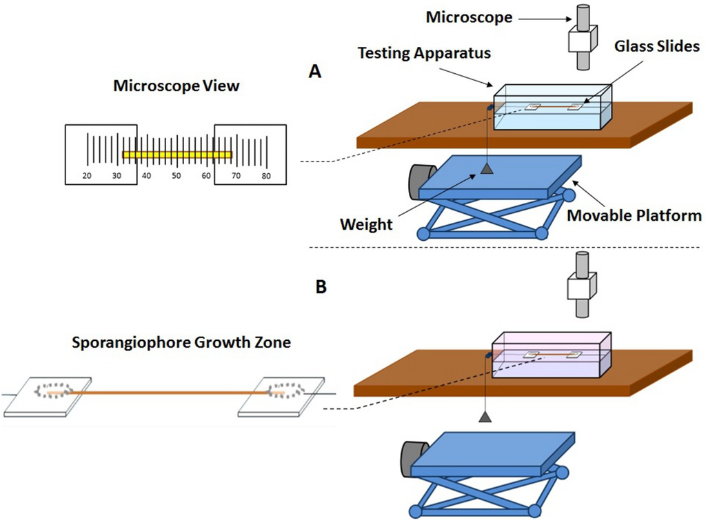 Plants 04 00063 g009 1024