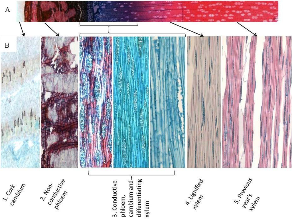 Plants 04 00183 g001 1024