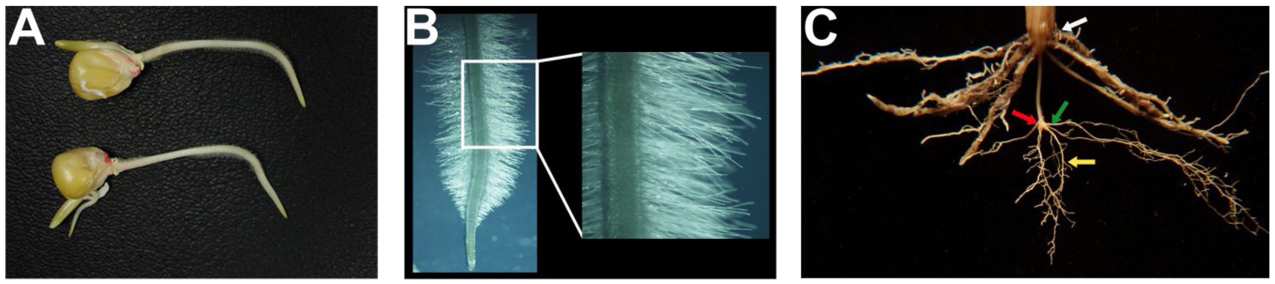 Plants 04 00334 g001