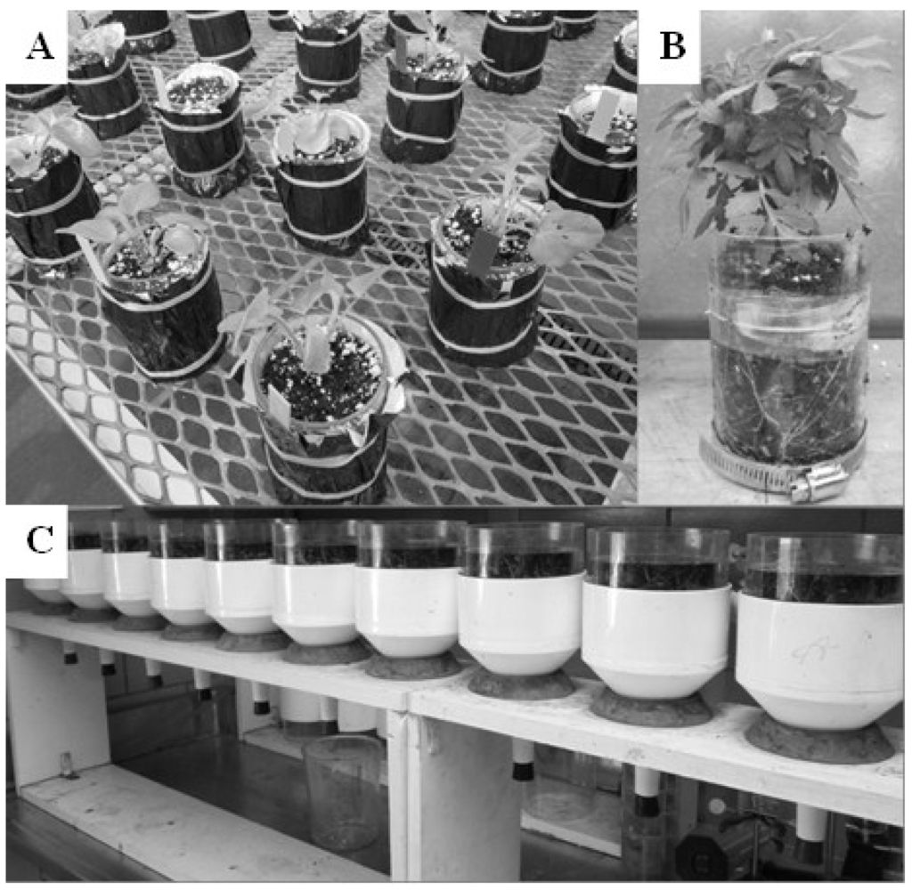 Plants 04 00369 g003 1024