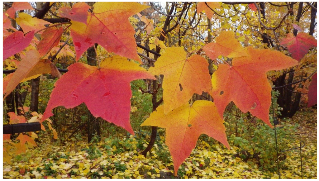 Plants 04 00505 g001 1024