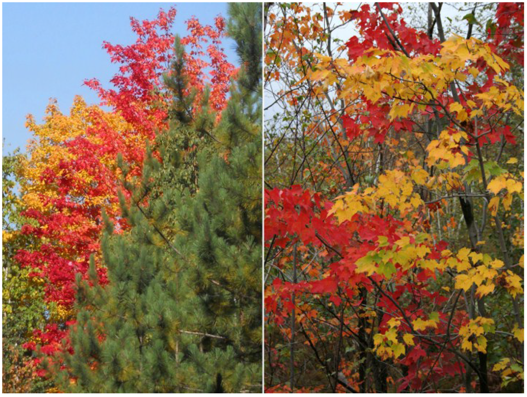 Plants 04 00505 g002 1024