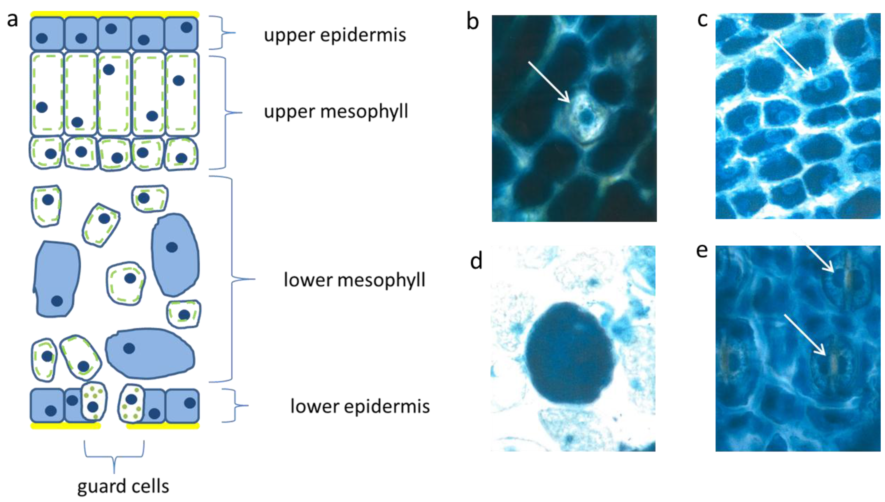 Plants 04 00710 g002