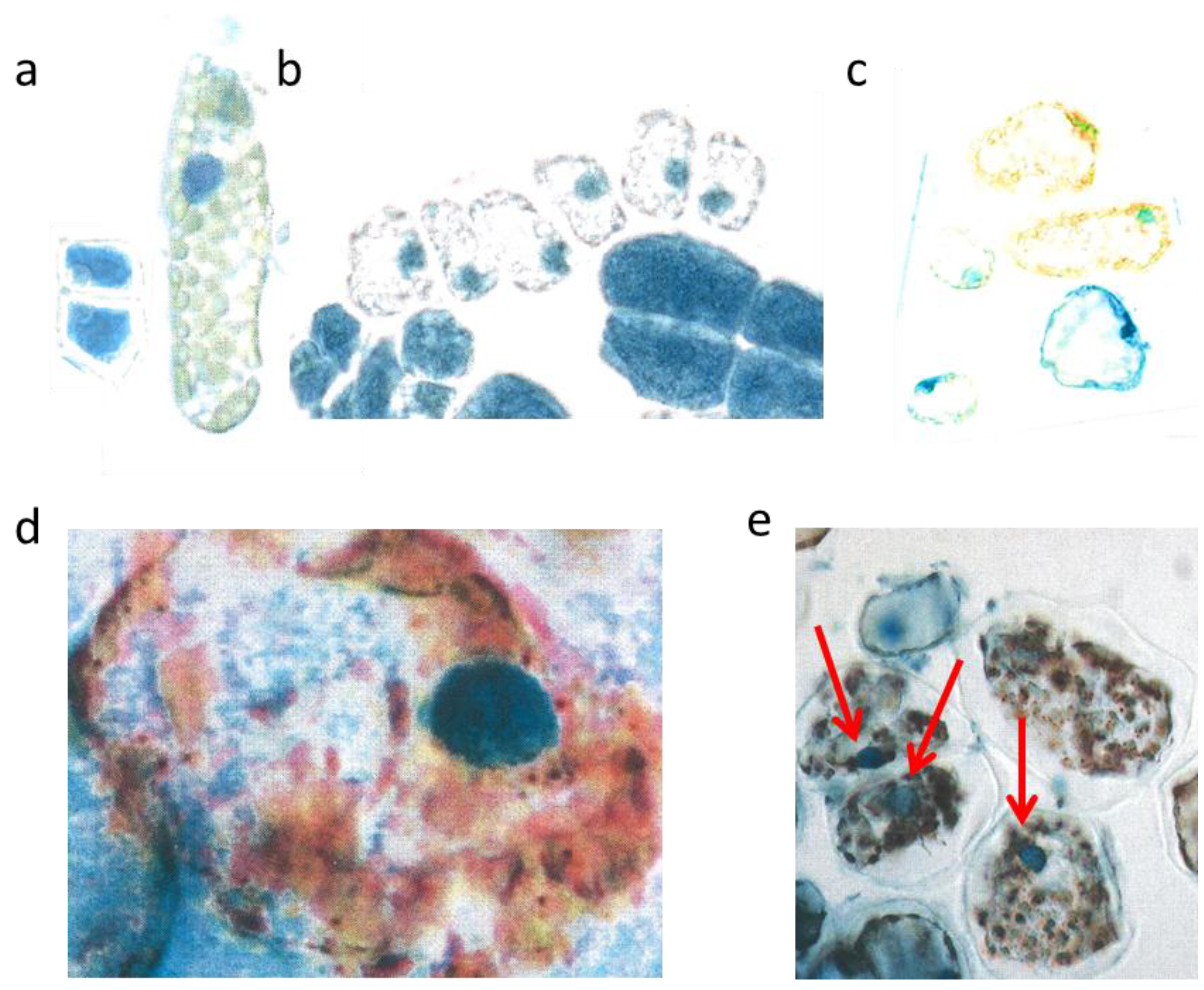 Plants 04 00710 g003