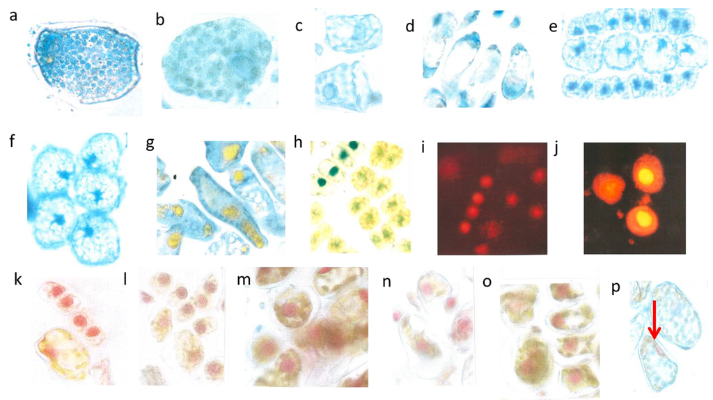 Plants 04 00710 g004 1024